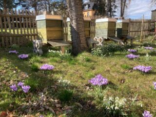 Es ist Frühling. 🐝
#frühling
#schlabees
#krokusse
#honig