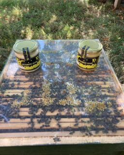 Heute haben wir die letzten Arbeiten an den Völkern beendet. Die Völker haben Ihr Winterfutter eingelagert und bereiten sich auf die kalte Jahreszeit vor. Für den Imker wird jetzt die Arbeitszeit an den Völkern weniger, dafür werden schon wieder Vorbereitungen für das kommende Jahr getroffen.
Zum Verkauf haben wir aktuell 3 Sorten cremigen Honig.
Frühtrachthonig,
Sommertrachthonig und
Sommertrachthonig mit Buchweizen.
Kommt gern vorbei, unsere Honigbox zur Selbstbedienung ist gefüllt.
#schlabees
#hartmannsdorfbeichemnitz
#honig
#regionaleinkaufen